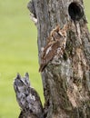 Eastern Screech Owls Royalty Free Stock Photo