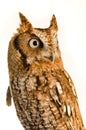 Eastern Screen Owl Portrait