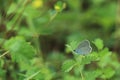 Eastern short-tailed blue butterfly Royalty Free Stock Photo