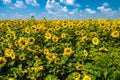 Very beatiful field of sunflowers.