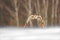 Eastern Siberian Eagle Owl flying in winter. Beautiful owl from Russia flying over snowy field. Winter scene with majestic rare ow Royalty Free Stock Photo