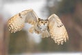 Eastern Siberian Eagle Owl flying in winter. Beautiful owl from Russia flying over snowy field. Winter scene with majestic rare ow Royalty Free Stock Photo