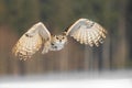 Eastern Siberian Eagle Owl flying in winter. Beautiful owl from Russia flying over snowy field. Winter scene with majestic rare ow Royalty Free Stock Photo