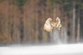 Eastern Siberian Eagle Owl flying in winter. Beautiful owl from Russia flying over snowy field. Winter scene with majestic rare ow Royalty Free Stock Photo