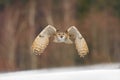 Eastern Siberian Eagle Owl flying in winter. Beautiful owl from Russia flying over snowy field. Winter scene with majestic rare ow Royalty Free Stock Photo