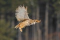 Eastern Siberian Eagle Owl flying in winter. Beautiful owl from Russia flying over snowy field. Winter scene with majestic rare ow Royalty Free Stock Photo