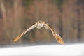 Eastern Siberian Eagle Owl flying in winter. Beautiful owl from Russia flying over snowy field. Winter scene with majestic rare ow Royalty Free Stock Photo