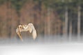 Eastern Siberian Eagle Owl flying in winter. Beautiful owl from Russia flying over snowy field. Winter scene with majestic rare ow Royalty Free Stock Photo