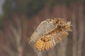 Eastern Siberian Eagle Owl flying in winter. Beautiful owl from Russia flying over snowy field. Winter scene with majestic rare ow Royalty Free Stock Photo