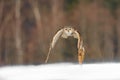 Eastern Siberian Eagle Owl flying in winter. Beautiful owl from Russia flying over snowy field. Winter scene with majestic rare ow Royalty Free Stock Photo