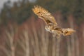 Eastern Siberian Eagle Owl flying in winter. Beautiful owl from Russia flying over snowy field. Winter scene with majestic rare ow Royalty Free Stock Photo