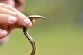 The eastern slow-worm in man hand Anguis colchica
