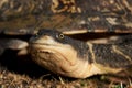 Eastern Snake-Necked Turtle, Chelodina longicollis Royalty Free Stock Photo