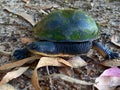 Eastern Snake-necked Turtle