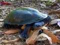 Eastern Snake-necked Turtle