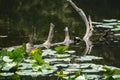 An Eastern Snapping turtle on a log at Pandapas Pond Royalty Free Stock Photo
