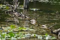 An Eastern Snapping turtles resting on a log at Pandapas Pond