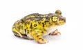 eastern spadefoot toad or frog - Scaphiopus holbrookii - side profile view. Isolated on white background Royalty Free Stock Photo