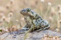 Eastern spadefoot toad on stone Royalty Free Stock Photo
