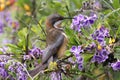 Eastern Spinebill feeding