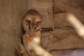 Eastern spiny mice (Acomys dimidiatus) in front of wall