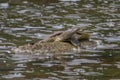 Eastern Spiny Softshell Turtle Royalty Free Stock Photo