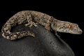 Eastern spiny-tailed gecko Strophurus intermedius