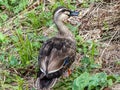 Eastern spot-billed duck on Izumi river bank 2 Royalty Free Stock Photo