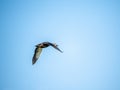 Eastern spotbilled duck Anas zonorhyncha in flight Royalty Free Stock Photo