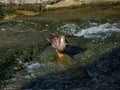 Eastern Spot-billed duck in Sasebo River Royalty Free Stock Photo