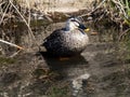 Eastern Spotbilled duck standing in shallow pond Royalty Free Stock Photo