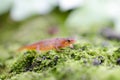 Eastern Spotted Newt, Red eft salamander Royalty Free Stock Photo