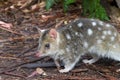 Eastern Spotted Quoll Royalty Free Stock Photo