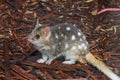 Eastern Spotted Quoll Royalty Free Stock Photo