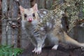 Eastern Spotted Quoll Royalty Free Stock Photo