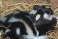 Eastern spotted skunk