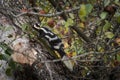 Eastern Spotted Skunk Spilogale putorius Climbs Up Apple Tree