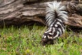 Eastern Spotted Skunk Spilogale putorius Jumps Off Log Summer