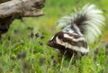 Eastern Spotted Skunk Spilogale putorius Looks Left in Grass Summer