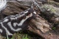 Eastern Spotted Skunk Spilogale putorius Paws Up on Log Close Up Summer
