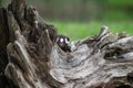 Eastern Spotted Skunk Spilogale putorius Peers Around Log Summer