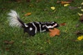 Eastern Spotted Skunk Spilogale putorius Quickly Runs Right Autumn