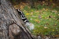 Eastern Spotted Skunk Spilogale putorius Rapidly Climbs Up Tree Autumn