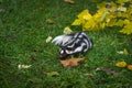 Eastern Spotted Skunk Spilogale putorius Runs About in Grass Autumn