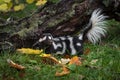 Eastern Spotted Skunk Spilogale putorius Tail Lifted Near Log Autumn Royalty Free Stock Photo