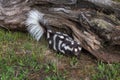 Eastern Spotted Skunk Spilogale putorius Walks Forward Next to Log Summer