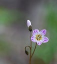 EASTERN SPRING BEAUTY aka claytonia virginica Royalty Free Stock Photo