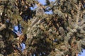 Eastern squirrel hidden in the tree crown Royalty Free Stock Photo