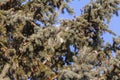 Eastern squirrel hidden in the tree crown Royalty Free Stock Photo