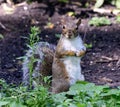 An Eastern Squirrel #3